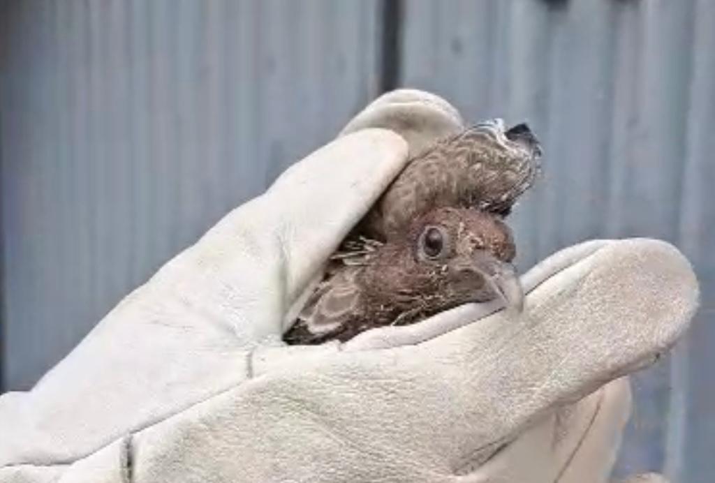 Amma orienta população a evitar contato com aves doentes e acionar equipe especializada