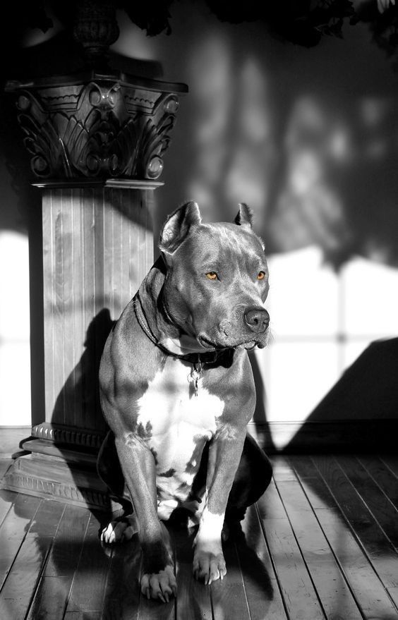 Tragédia: Menina de 2 anos morre após ataque de pit bull da família