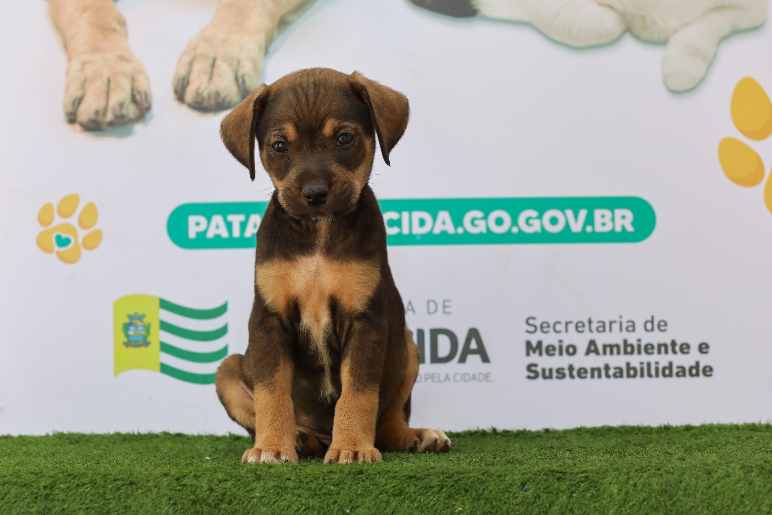 Prefeitura de Aparecida realiza feira de adoção de cães e gatos neste sábado, 26