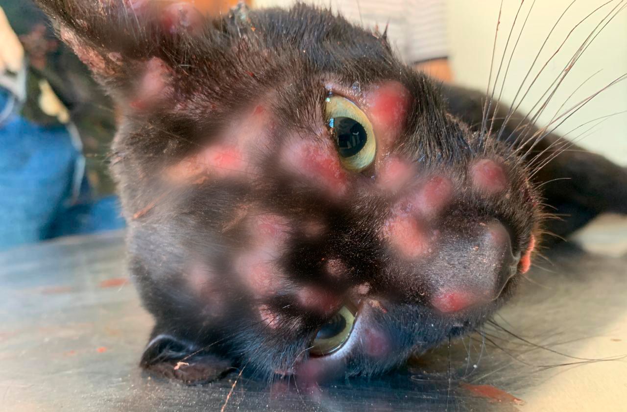 Prefeitura de Senador Canedo reforça alerta sobre doença em gatos e orienta população